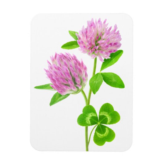 Rosa Klee Magnet (Vertikal)