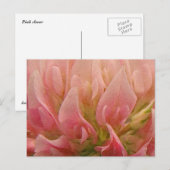 Rosa Klee Postkarte (Vorne/Hinten)