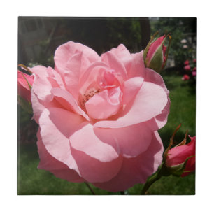 Rosa Kleine (4,25" x 4,25") Keramik Foto Tile Fliese