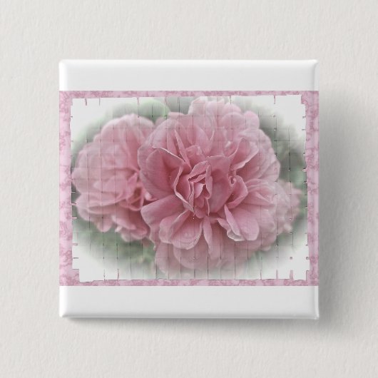 Rosa Kletterblüten in der Rose Button (Vorderseite)