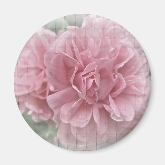 Rosa Kletterblüten in der Rose Magnet (Vorne)