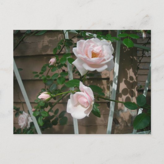 Rosa Kletterpartie Rose Postkarte (Vorderseite)