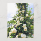 Rosa Klettersteig Iceberg: Postkarte (Vorderseite)