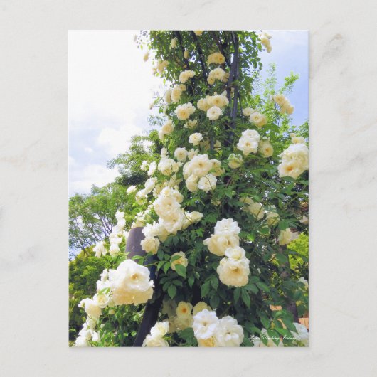 Rosa Klettersteig Iceberg: Postkarte (Vorderseite)