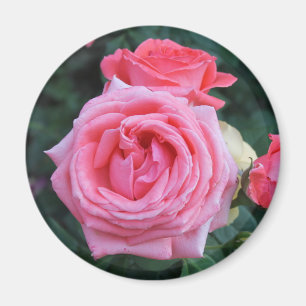 Rosa Knospen Magnet