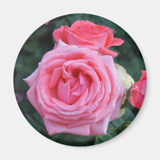 Rosa Knospen Magnet (Vorne)