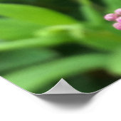 Rosa Knospen Poster (Ecke)