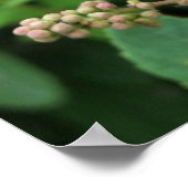 Rosa Knospen Poster (Ecke)