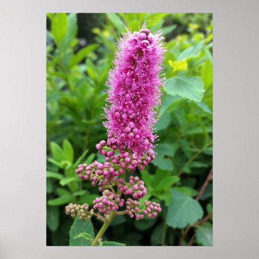 Rosa Knospen Poster (Vorne)