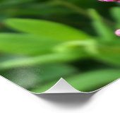 Rosa Knospen Poster (Ecke)