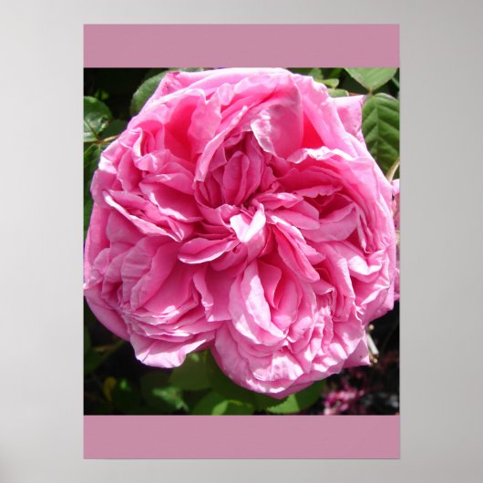 Rosa Kohl Blumengarten Poster (Vorne)