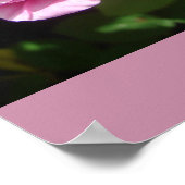 Rosa Kohl Blumengarten Poster (Ecke)