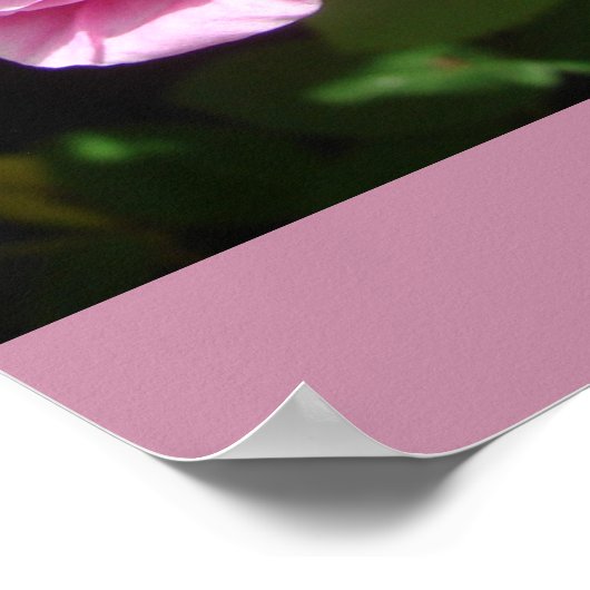 Rosa Kohl Blumengarten Poster (Ecke)