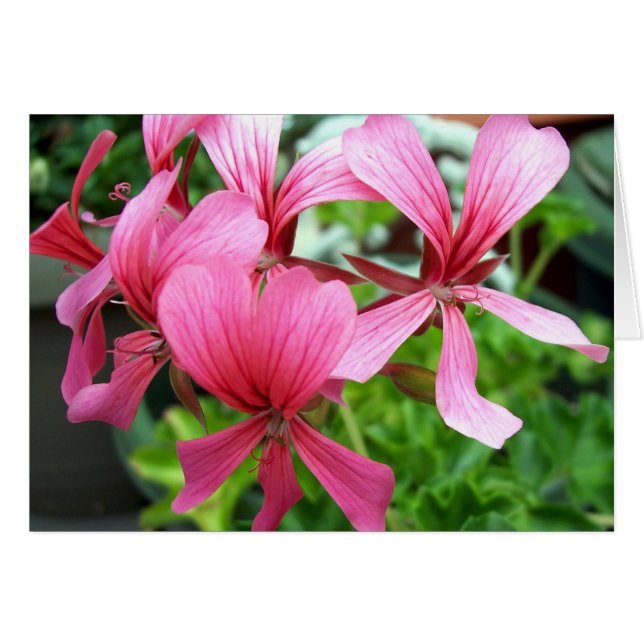 Rosa Kolumne (Vorderseite (Horizontal))