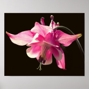 Rosa Kolumne Blume Nah Poster