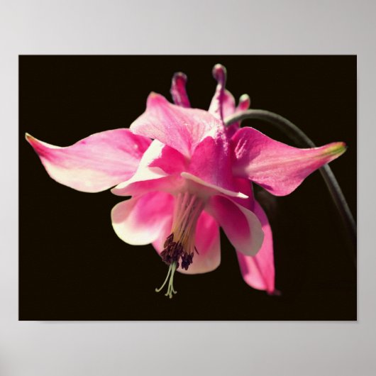 Rosa Kolumne Blume Nah Poster (Vorne)