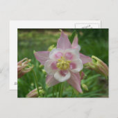 Rosa Kolumne Postkarte (Vorne/Hinten)