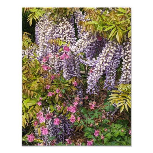 Rosa Kolumne und Lila Wisteria Fotodruck (Vorne)