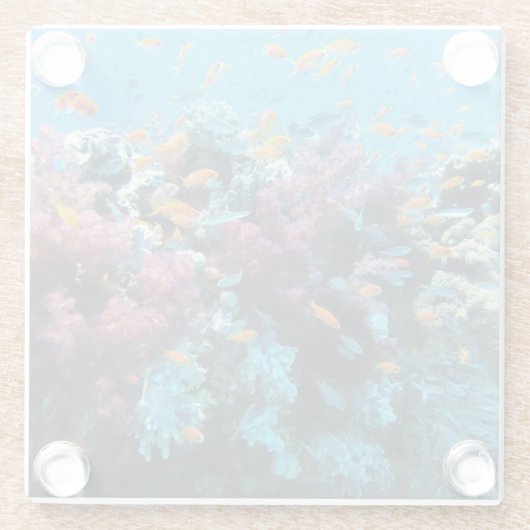 Rosa Koralle Glasuntersetzer (Rückseite)