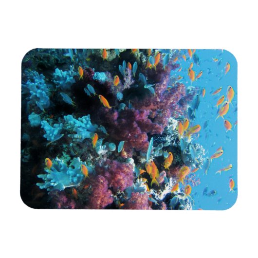 Rosa Koralle Magnet (Horizontal)