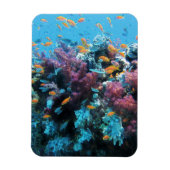 Rosa Koralle Magnet (Vertikal)