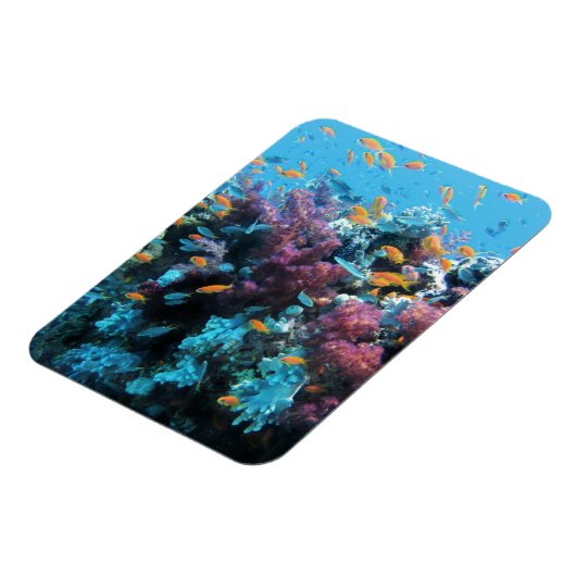 Rosa Koralle Magnet (Linke Seite)