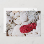 Rosa Koralle Postkarte (Vorne/Hinten)