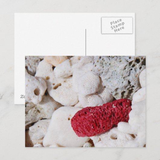 Rosa Koralle Postkarte (Vorne/Hinten)