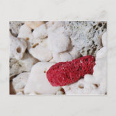 Rosa Koralle Postkarte (Vorderseite)