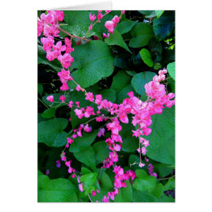 Rosa korallenrote Rebe