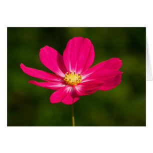 Rosa Kosmos