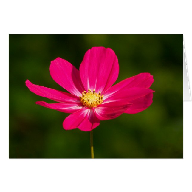 Rosa Kosmos (Vorderseite (Horizontal))