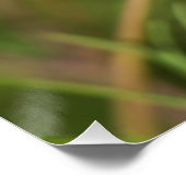 Rosa Kosmos Blume 2 Poster (Ecke)