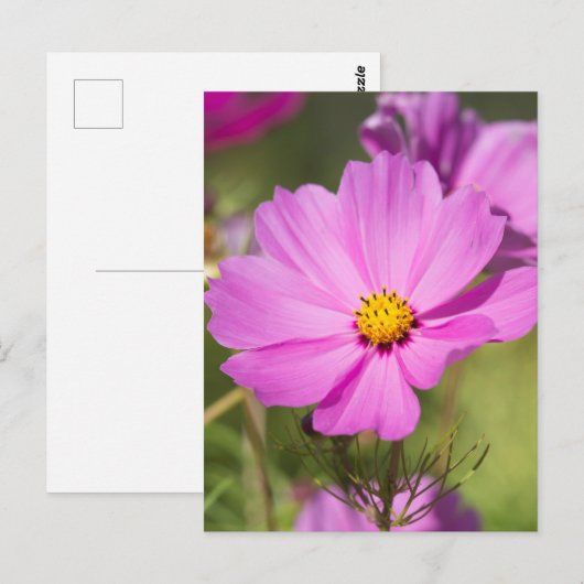 Rosa Kosmos Blume 2 Postkarte (Vorne/Hinten)