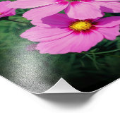 Rosa Kosmos-Blume 8x10 Fotodruck (Ecke)