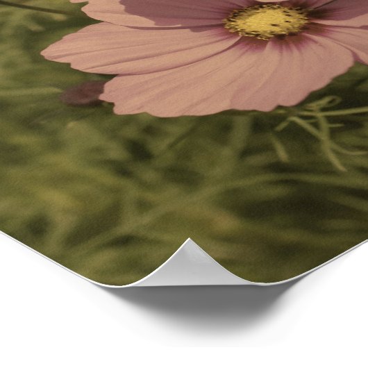 Rosa Kosmos-Blume Alter Teilfarbe Poster (Ecke)