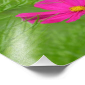 Rosa Kosmos Blume Foto drucken (Ecke)