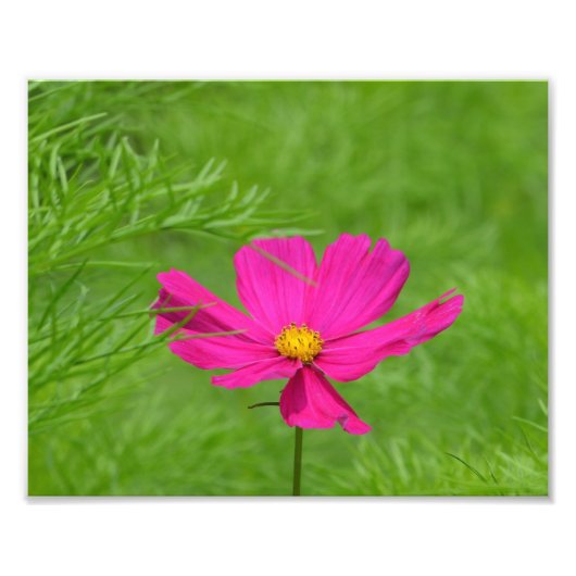 Rosa Kosmos Blume Foto drucken (Vorne)