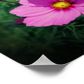 Rosa Kosmos-Blume Poster (Ecke)