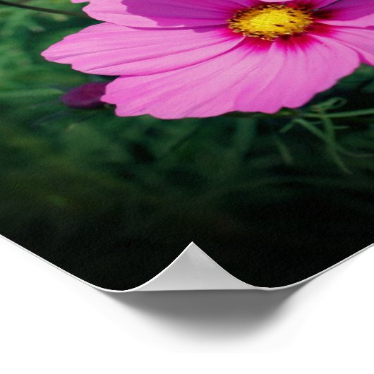 Rosa Kosmos-Blume Poster (Ecke)