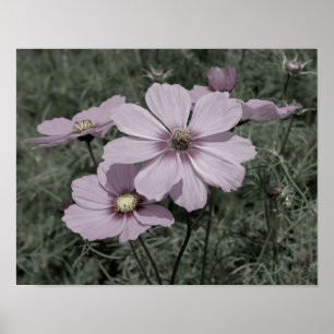 Rosa Kosmos-Blume Vintag, teilweise Farbe Poster
