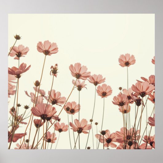 Rosa Kosmos: Blume weißer Hintergrund. Poster (Vorne)