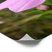 Rosa Kosmos Blume Wildblume Poster (Ecke)