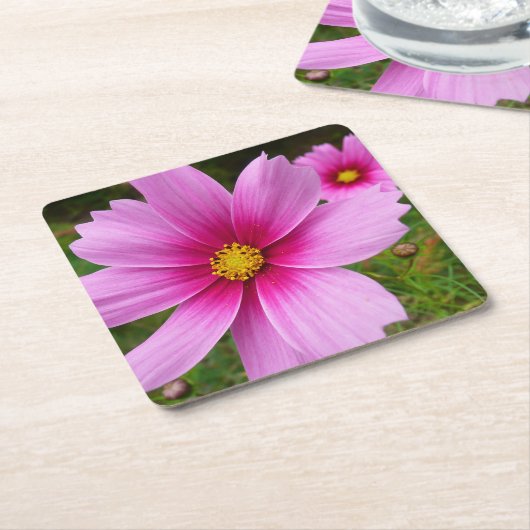 Rosa Kosmos Blume Wildblume Rechteckiger Pappuntersetzer (angewinkelt)
