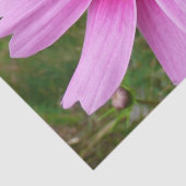 Rosa Kosmos Blume Wildblume Seidenpapier (Detail)