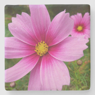 Rosa Kosmos Blume Wildblume Steinuntersetzer