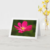 Rosa Kosmos (grenzt) Karte (Gelbe Blume)