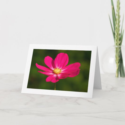 Rosa Kosmos (grenzt) Karte (Vorderseite)