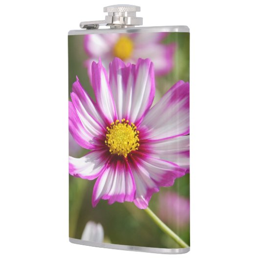 Rosa Kosmos, Hütte Garten Rosalinde Flachmann (Links)