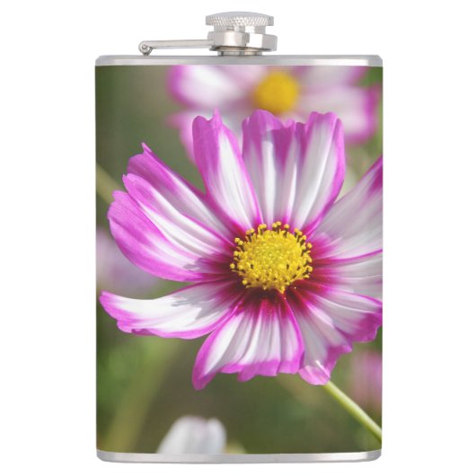 Rosa Kosmos, Hütte Garten Rosalinde Flachmann (Vorderseite)